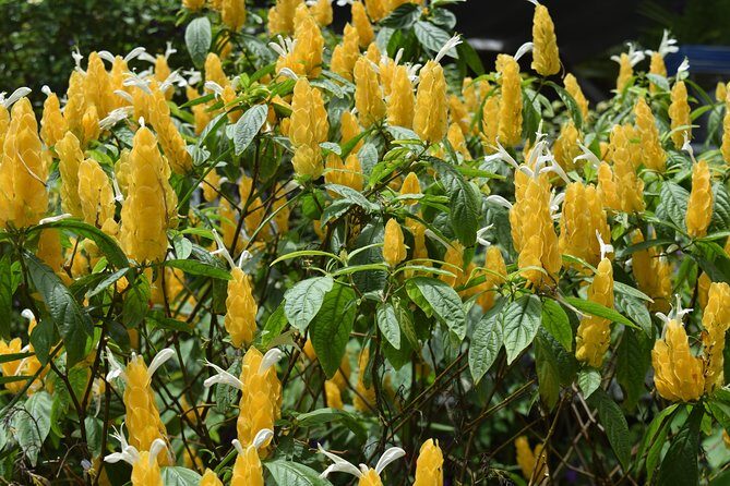 Half-Day Barbados Tour Harrisons Cave Hunte's Garden and Bathsheba - Who Should Book This Tour?