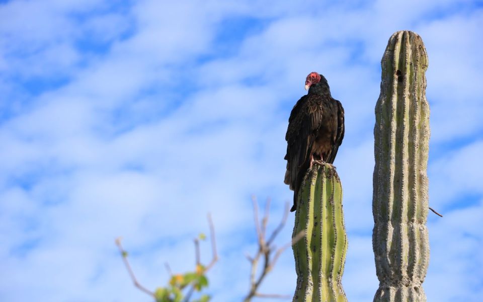 Half-Day Bicycle Tour by Baja California Desert - Pristine Beaches