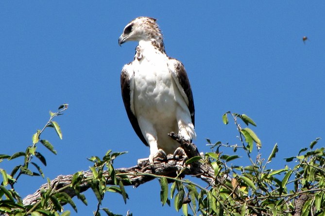Half-Day Birding Tour of Livingstone - Participant Requirements
