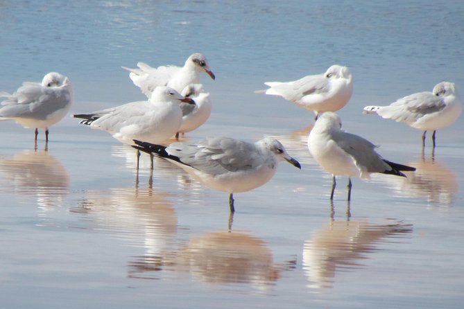 Half-Day Birdwatching Around Tavira - Traveler Feedback