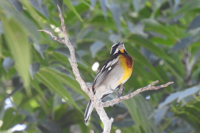 Half-Day Birdwatching Puerto Morelos - An Introduction to the Half-Day Birdwatching Experience