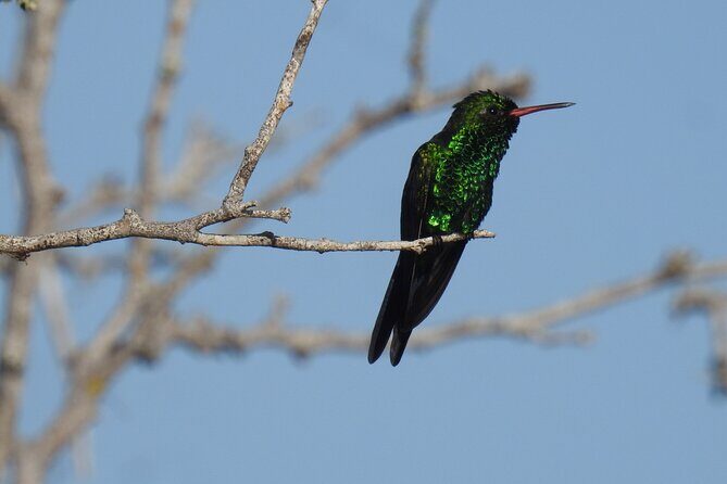 Half-Day Birdwatching Puerto Morelos - Authentic Experiences and Insights from Past Participants