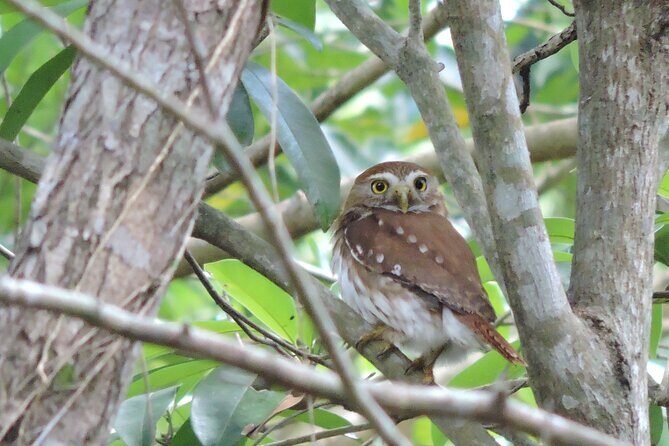 Half-Day Birdwatching Puerto Morelos - Analyzing the Value of the Tour