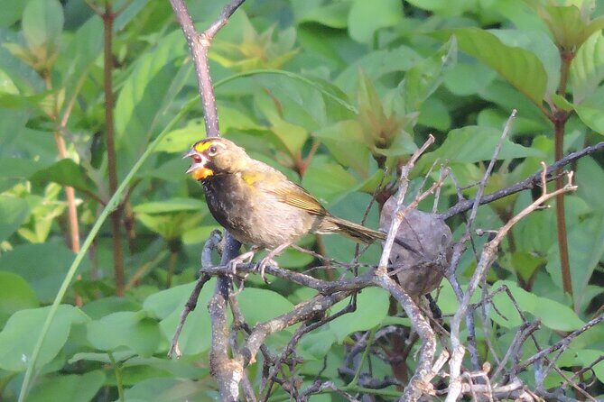Half-Day Birdwatching Puerto Morelos - The Sum Up