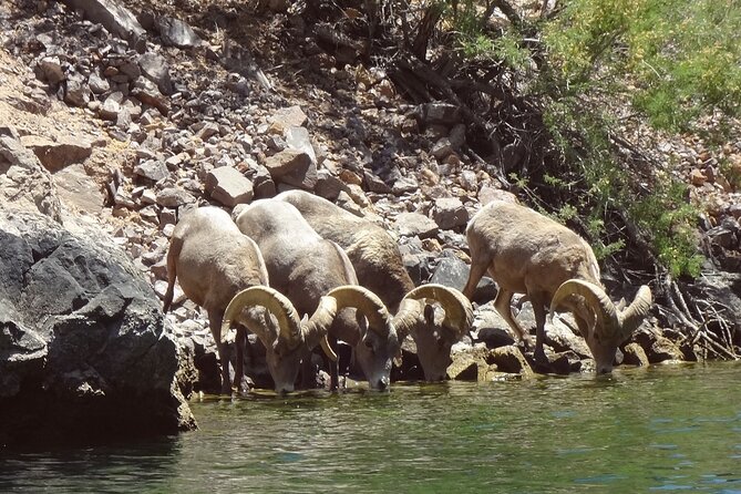 Half-Day Black Canyon Kayak Tour From Las Vegas - Meeting and Transportation Details