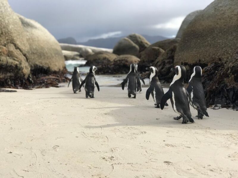 Half Day Boulders Beach and Penguin Encounter - Good To Know