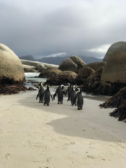 Half Day Boulders Beach and Penguin Encounter - Scenic Drive Along False Bay