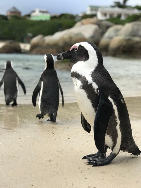 Half Day Boulders Beach and Penguin Encounter - Swim With African Penguins