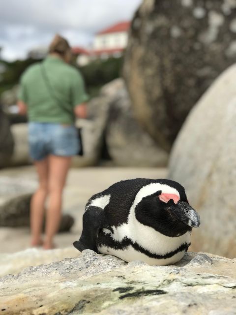 Half Day Boulders Beach and Penguin Encounter - Penguin Colony at Boulders Beach