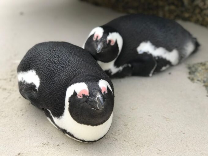 Half Day Boulders Beach and Penguin Encounter - Relax on the Beach