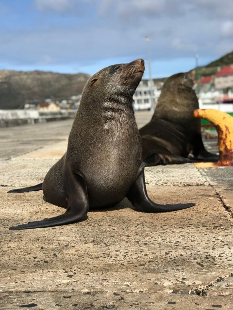 Half Day Boulders Beach and Penguin Encounter - Frequently Asked Questions