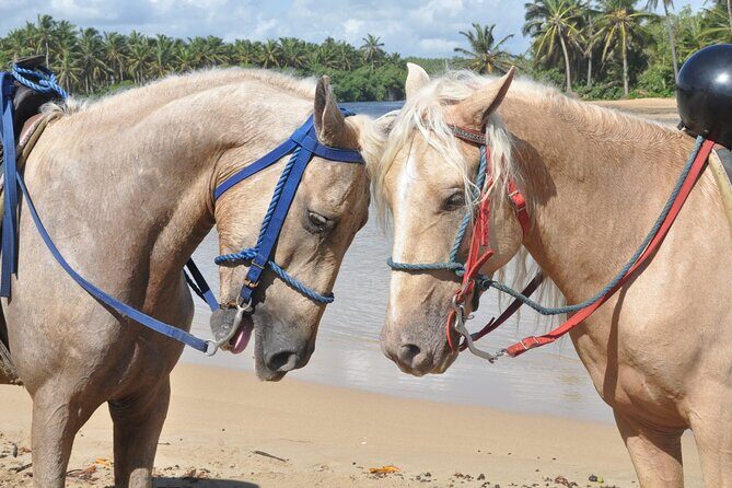 Half Day Buggies and Horseback Experience in Punta Cana - Authenticity and the Experience