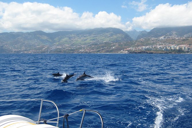 Half-Day Catamaran Trip From Funchal - Confirmation and Accessibility Information
