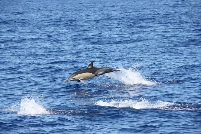 Half-Day Catamaran Trip From Funchal - Suitability and Group Size
