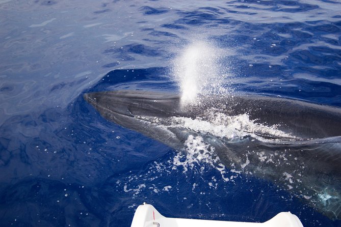 Half-Day Catamaran Trip From Funchal - Opportunity to Spot Marine Life