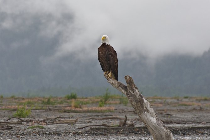 Half-Day Chilkat Bald Eagle Preserve Float Tour - Traveler Testimonials