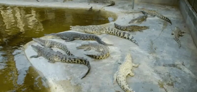 Half Day City Joiners Tour | Puerto Princesa - Who Is This Tour For?