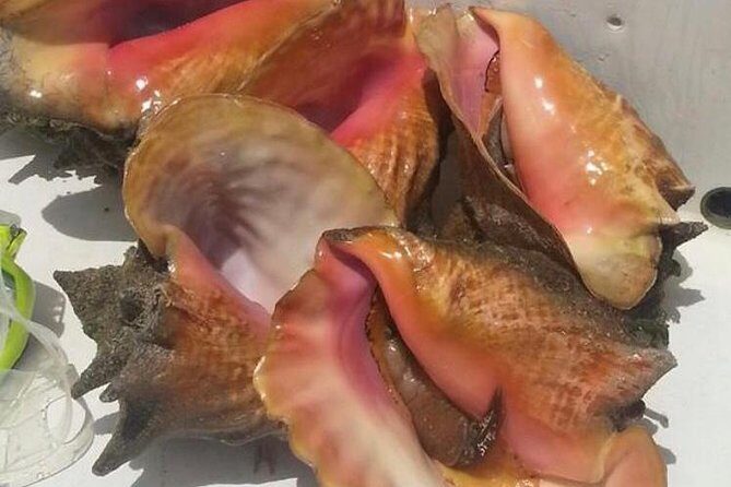 Half day Deep sea/light tackle fishing charters - What to Expect on the Trip