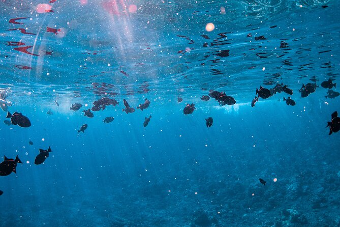 Half-Day Deluxe Molokini Snorkel Excursion in Maui - Snorkeling at Molokini Crater