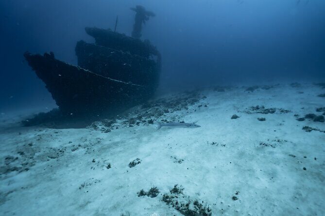 Half Day Dive Trip to the Cozumel reef - Introduction