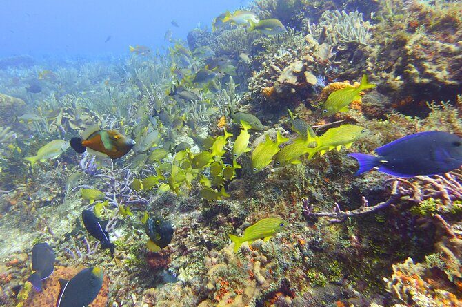 Half Day Dive Trip to the Cozumel reef - Key Points