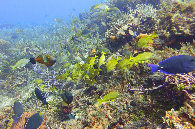 Half Day Dive Trip to the Cozumel reef - Practical Details and Considerations