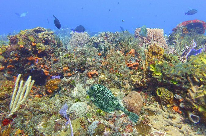 Half Day Dive Trip to the Cozumel reef - Who Should Consider This Tour