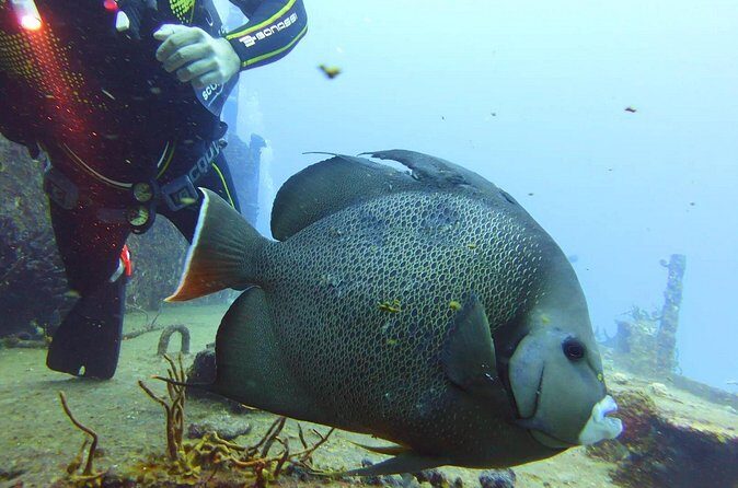 Half Day Dive Trip to the Cozumel reef - Final Thoughts