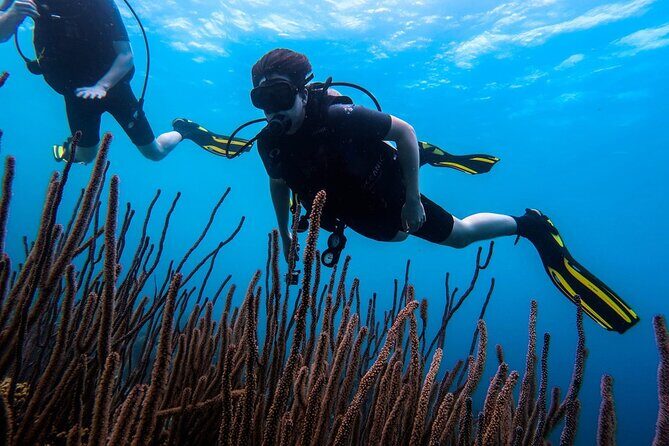 Half Day Diving adventure with Transportation Included - Why This Tour Stands Out