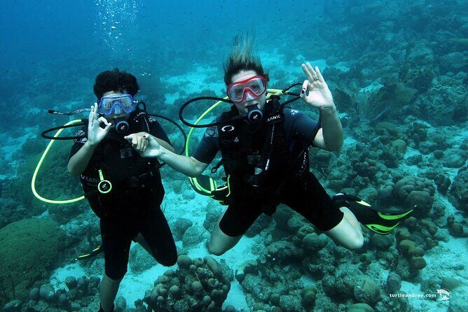 Half Day Diving adventure with Transportation Included - Equipment Rental and Extras