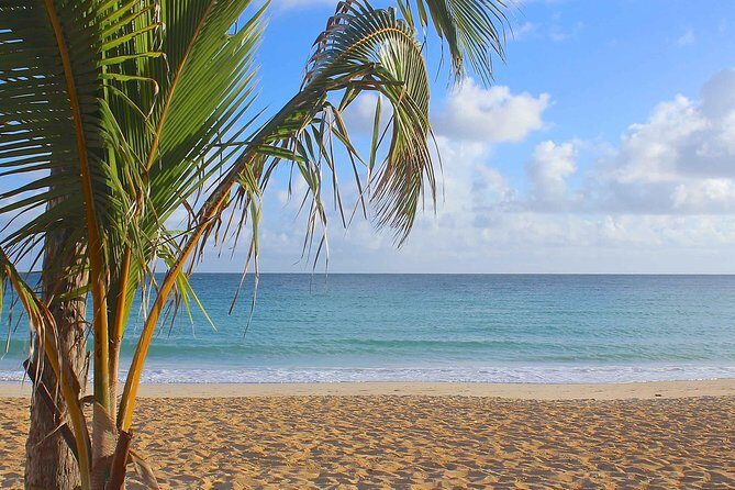 Half-Day Dominican Republic Safari Tour from Punta Cana - The Experience From Reviews