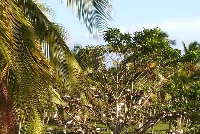 Half Day Dominican Safari Experience ... / Half Day Safari Excursion - Safari Adventure Itinerary