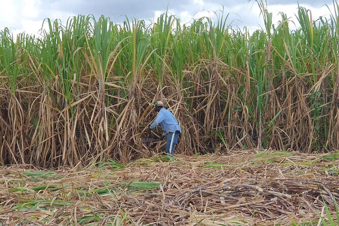 Half Day Dominican Safari for all Family - Potential Drawbacks: Tourist Traps?
