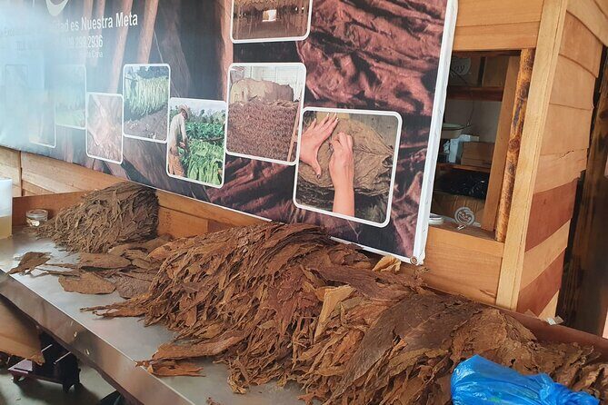 Half Day Dominican Safari for all Family - Pricing and Value