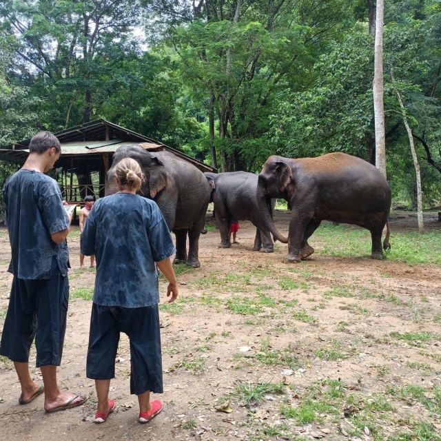 Half Day Elephant Care - Itinerary Overview