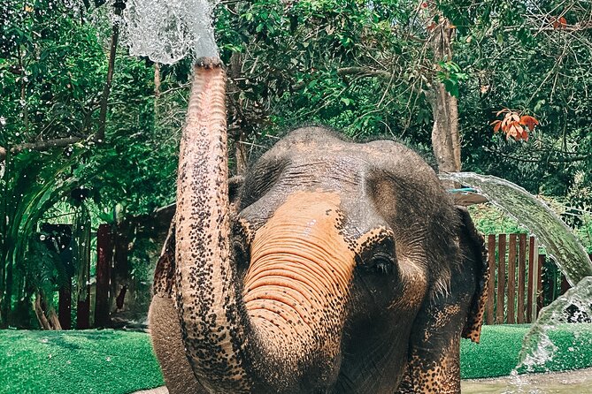 Half Day Elephant Home Sanctuary in Samui - Enjoying the Vegetarian Meal Experience