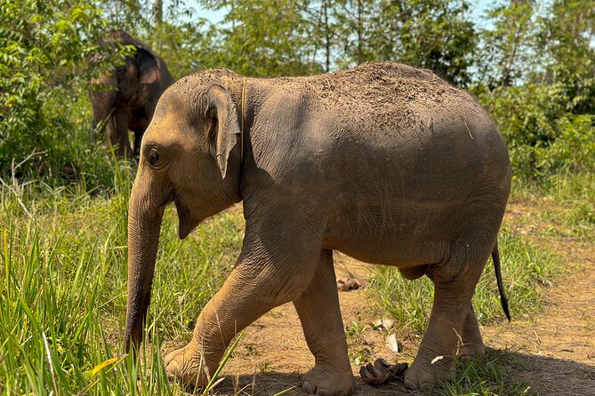 Half Day Elephant Home Sanctuary in Samui - Roundtrip Transportation and English-speaking Guide