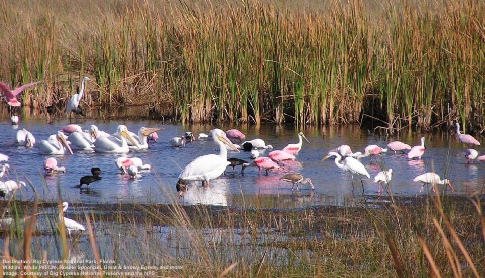 Half-Day Everglades Airboat Tours and Transportation - Airboat Ride Experience