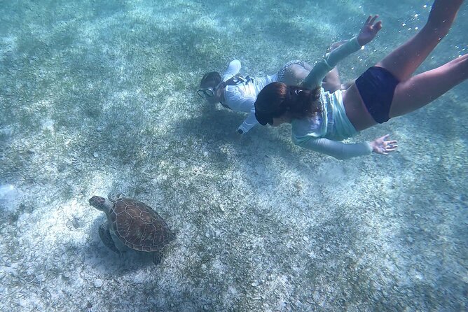Half Day Exotic Private Charter Rose Island, Pigs and Turtles - Swimming Pigs