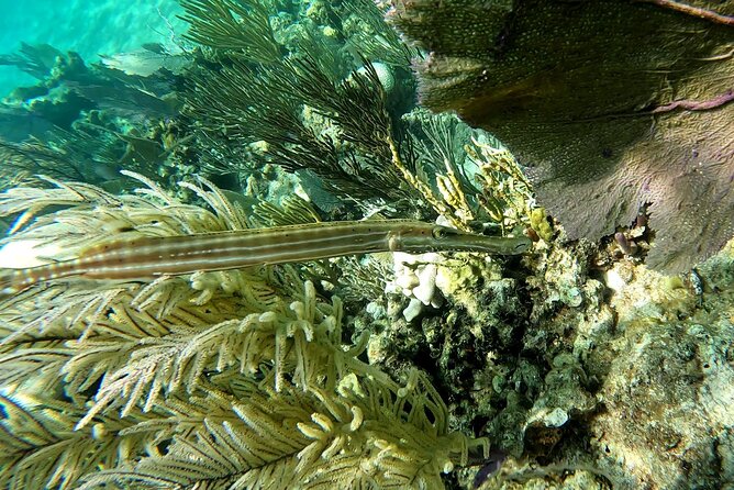 Half Day Exotic Private Charter Rose Island, Pigs and Turtles - Turtles and Snorkeling