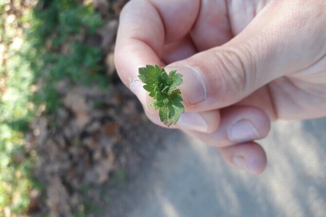 Half Day Gastronomic Wild Walk in Girona - Frequently Asked Questions (FAQs)