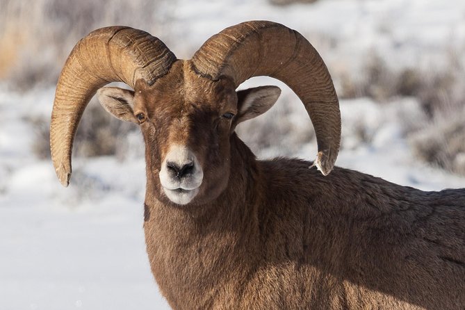 Half-Day Grand Teton Wildlife Private Safari Tour - Pickup Details