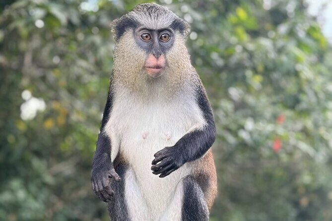 Half-Day Grenada Tour With Easy - Exploring Grenada in a Half-Day Tour: An Honest Look