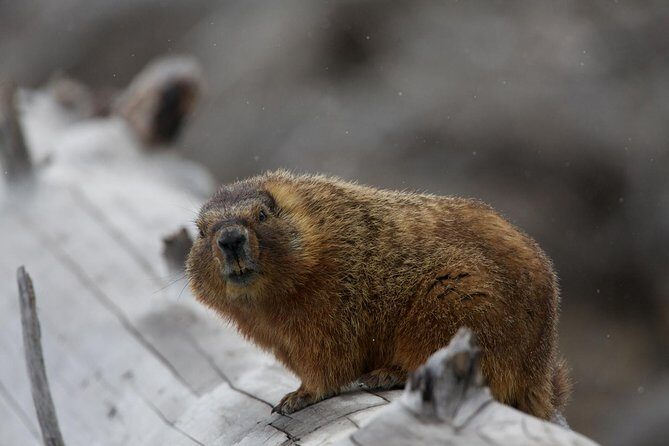 Half Day Group Sunrise Wildlife Safari - The Sum Up