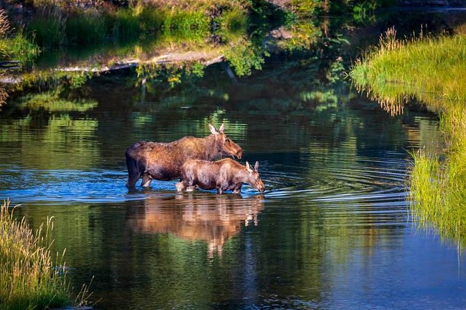 Half Day Group Sunset Wildlife Safari - Tips for Participants