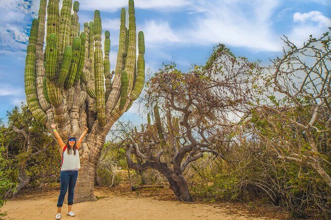 Half Day Guided Camel Safari in Cabo San Lucas - The What and Why of the Camel Safari