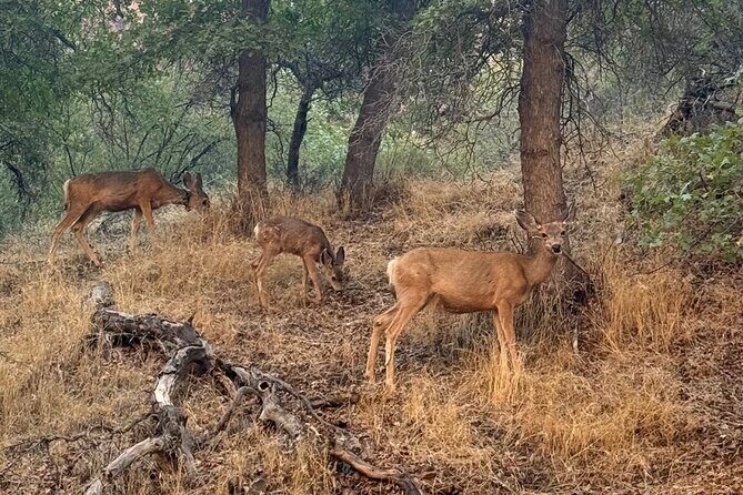 Half Day Guided Hike in Zion National Park - Authentic Experiences and Real Feedback