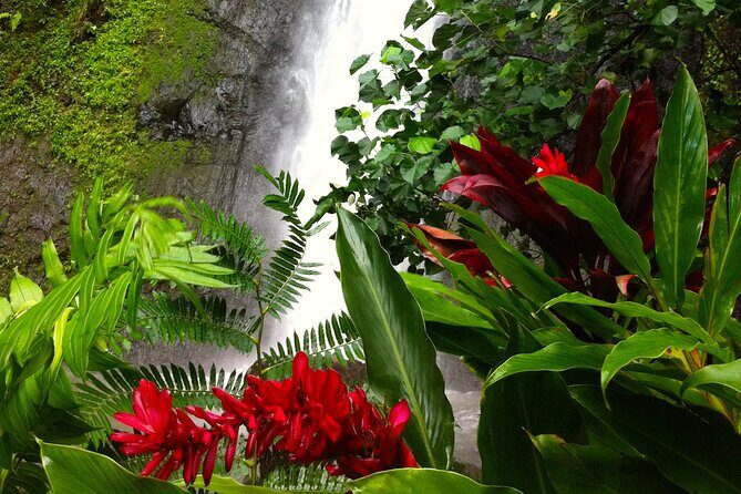 Half-Day Guided Hike to Afareaitu Waterfall - A Walk Through the Sacred Valley of Moorea