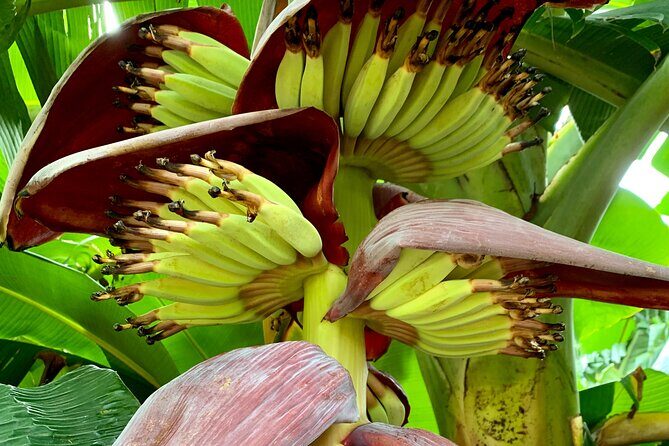 Half-Day Guided Hike to Afareaitu Waterfall - Practical Details and Tips