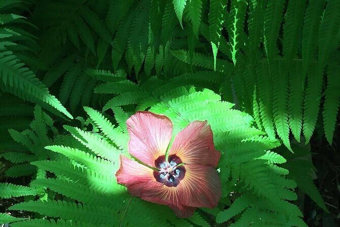 Half-Day Guided Hike to Afareaitu Waterfall - Authenticity and Personal Experiences From Past Travelers